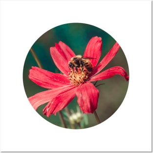 Bee Collecting Pollen Photograph Posters and Art